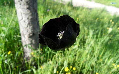 5 Black Flowers To Add Contrast To Your Garden Part 3