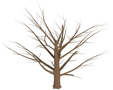 Tree Branch Plant Tree Plan Png Download 12801028 Free