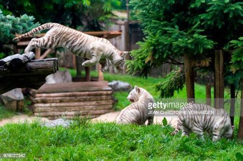 White Tiger Cubs Photos And Premium High Res Pictures Getty Images