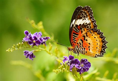 Bring Butterflies To Your Garden Lafayette And Youngsville La All