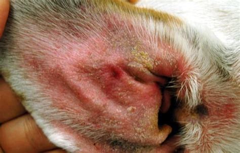 Impetigo is rarely serious and can be treated with a topical solution. Skin Problems in Dogs Slideshow: Mange, Allergic ...