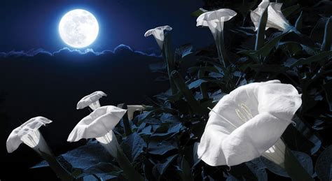 Moon Garden With Flowers That Bloom At Night