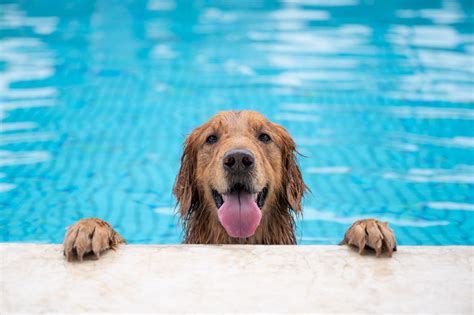 Can All Dogs Swim Heres What Pet Experts Say About Water Safety