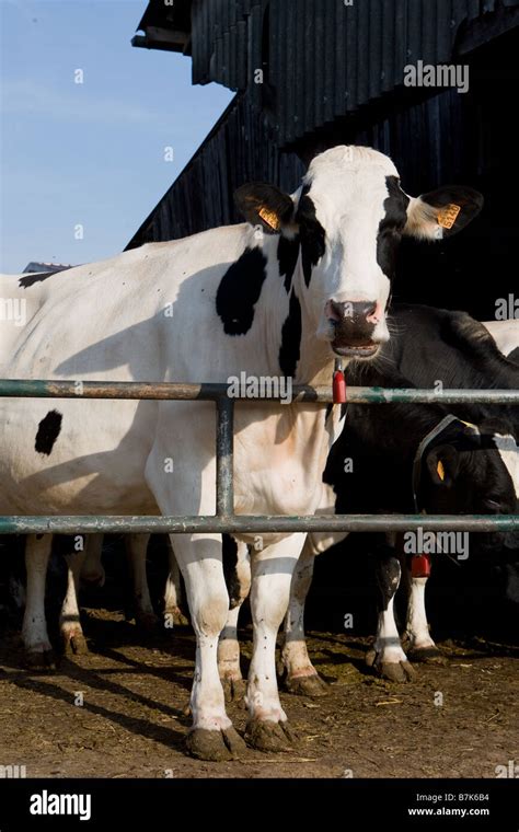 Milk Cows On A Farm Stock Photo Alamy