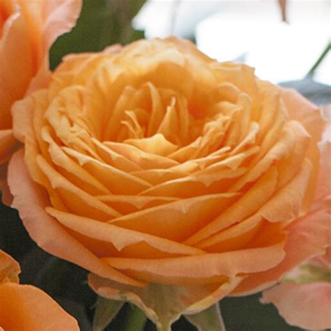 Orange Romantica Garden Roses Florabundance Wholesale Flowers