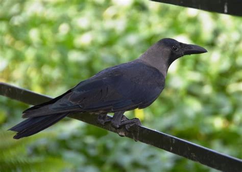 Corvus Splendens Vieillot 1817 Species