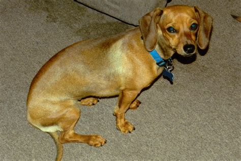 Long Legged Dachshund Mix Dog Breed Information