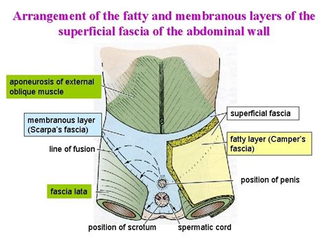 Dr Goston Szl Surface Anatomy Of The Abdomen