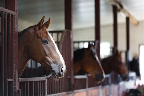 Baias Para Cavalos Confira O Preço Como Fazer E Muito Mais Guia Animal