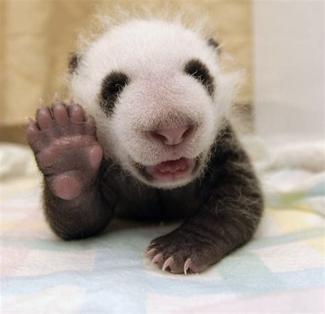 Baby Panda Says Hello Aww