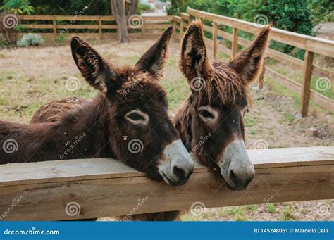 Pair Of Nice Donkeys In A Farm Stock Image Image Of Estate Bucolic
