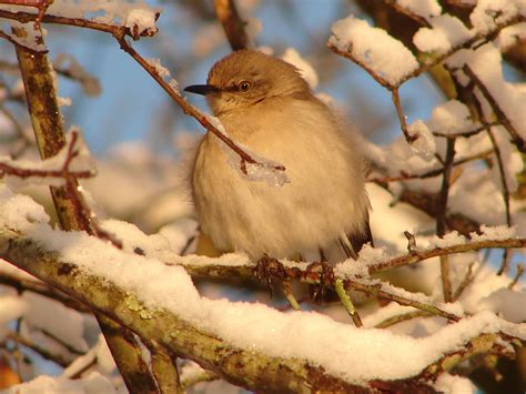Angelamockphotography Winter Wonder Bird Animals Animales Animaux