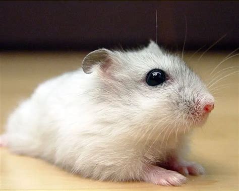 Djungarian Hamster Facts Diet Habitat And Pictures On Animaliabio