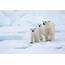 4 Arctic Species That Depend On Ice