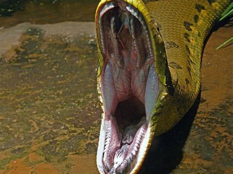 Snake Open Mouth 2 Bronx Zoo Bronx Zoo Snake Animal Anatomy