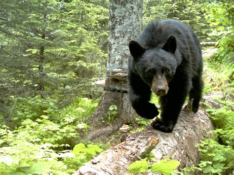 Bears Are On The Prowl For Food Across Oregon Meaning Potential Run