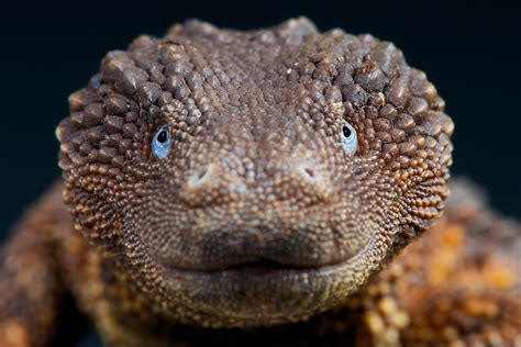 Borneo Earless Monitors Resemble Dragons And Are The Holy Grail Of