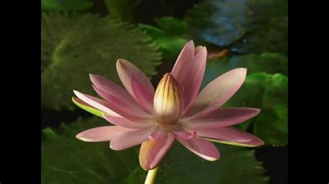 Night Blooming Tropical Water Lily Youtube