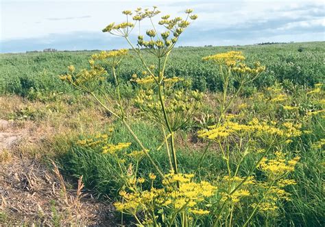Wild Parsnip Not Your Garden Variety Weed The Western Producer