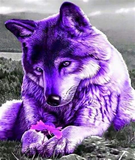 Purple Wolf Wolf Art Wolf Pictures Wolf Love