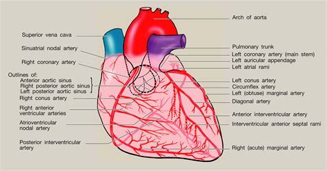 Anatomy Of The Heart Surgery Oxford International Edition