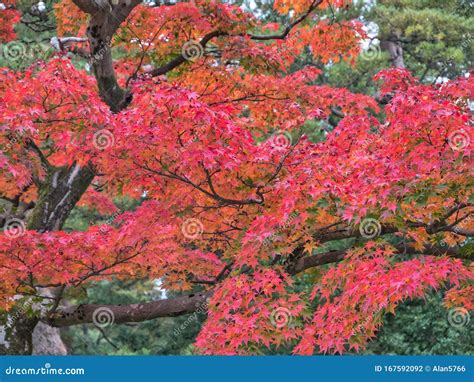 Bright Red Maple Leaves In Kanazawa Japan Taken In Autumn Stock Photo