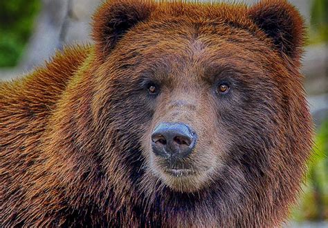 Grizzly Bear Portrait Photograph By Georgina Gomez