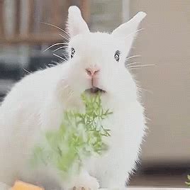 Bunny Bunny Rabbit GIF Bunny Bunny Rabbit Eating Discover Share