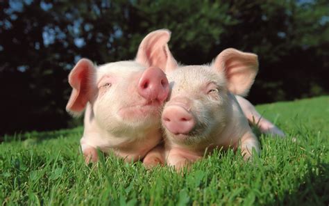 Pigs Pets Cute And Docile