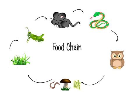 Biology Food Chain Mini Camp Summer With Kidpass Online Kids