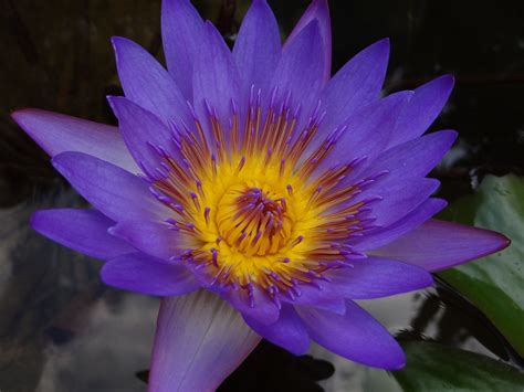 Maybe you would like to learn more about one of these? Houston TX | Wild flowers, Plants, Photography