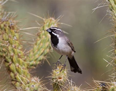 Deserts Birds Sparrow