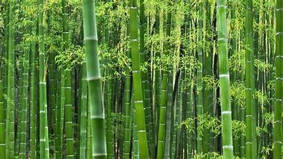 Bamboo Wallpapers Desktop Pixelstalk