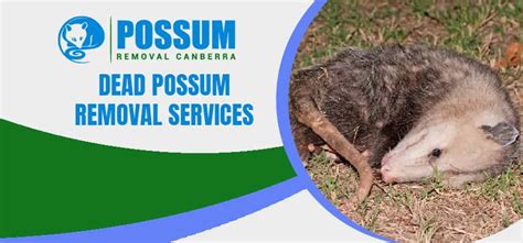 Dead Possum Removal Possums Removal On The Same Day