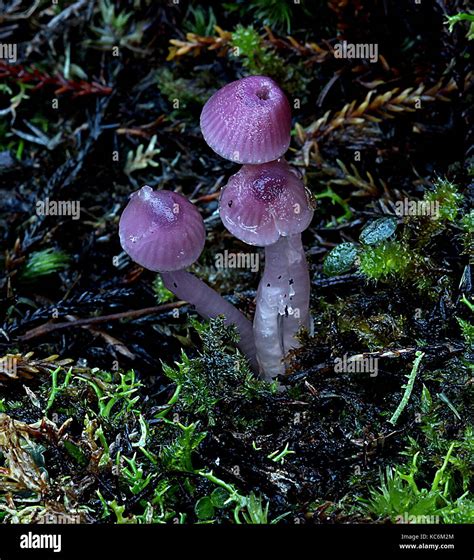 New Zealand Fungi Stock Photo Alamy