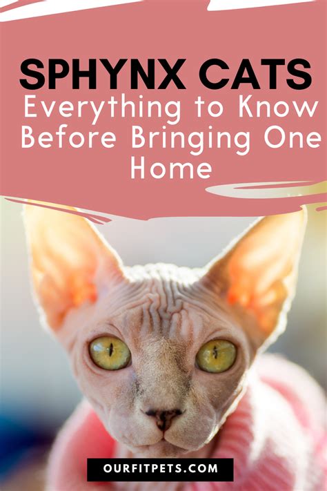 Sphynx Cats Everything To Know Before Bringing One Home Our Fit