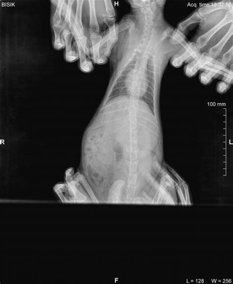 Abnormal Cat X Rays Vet Help Direct