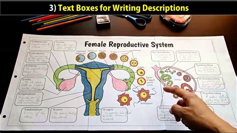 Tangstar Science Big Female Reproductive System Foldable Youtube