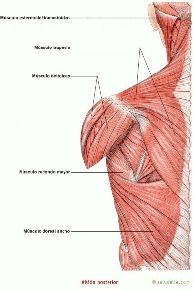 Músculos Humanos