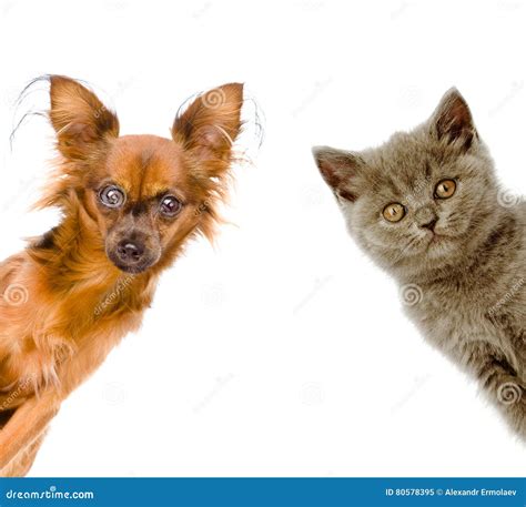 Cat And Dog Look Out Isolated On White Background Stock Image Image