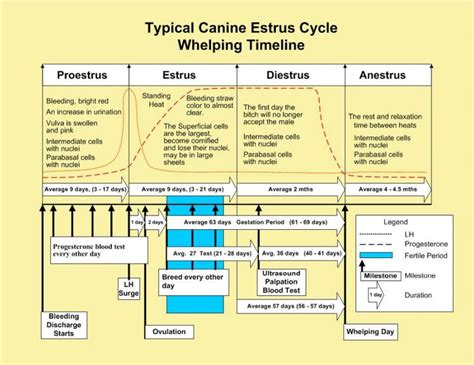 Whelping Timeline Dog In Heat Dog Heat Cycle Female Dog In Heat