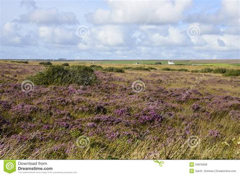 Field Of Heather Stock Photo Image Of Landscape Heather 34876938