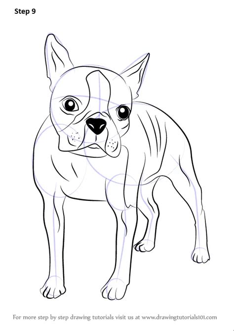 How To Draw A Boston Terrier Dogs Step By Step