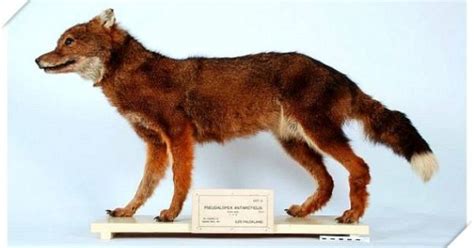 Top 10 Awesome Animals Humans Let Go Extinct Extinct Wolf And Animal