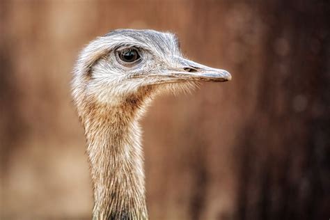 Ostrich Wallpapers Top Free Ostrich Backgrounds Wallpaperaccess
