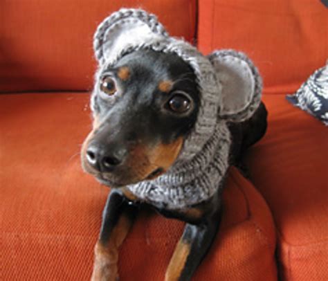 Easy Dog Hat Knitting Pattern