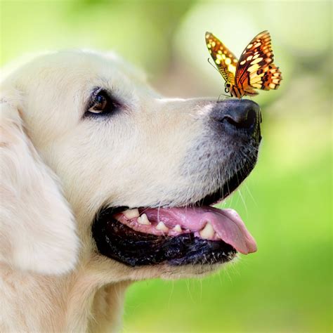 Dog Butterfly Ipad Air Wallpapers Free Download