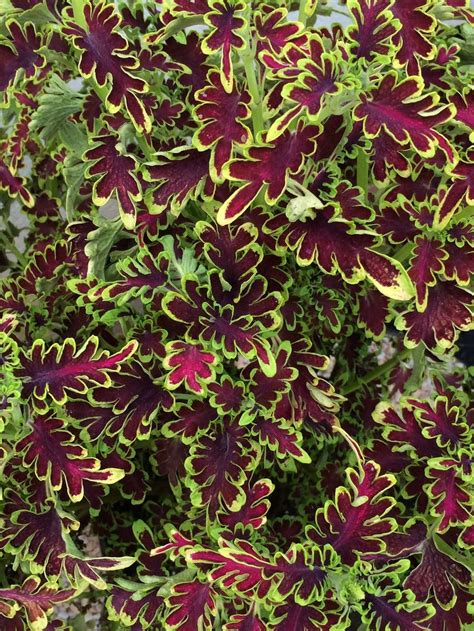 Coleus Plant Care And Collection Of Varieties