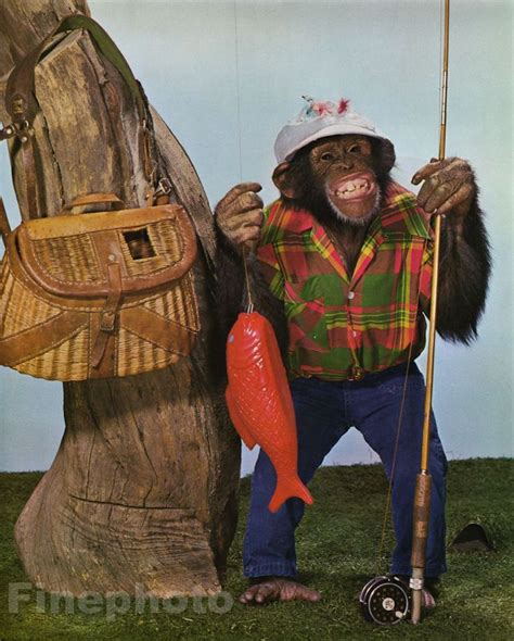 1959 Vintage Monkey Humor Chimpanzee Fly Fishing Rod Angling Animal