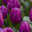Tulip Purple Flag Triumph Tulips Spring Flowering Bulbs  Growtanical